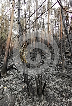 Devastation by a large forest fire