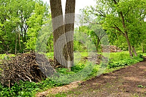 Devastation of Hardwood Forest From Evasive Species photo