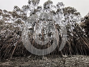 Devastation by a large forest fire