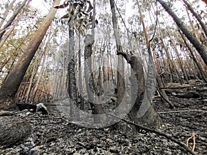 Devastation by a large forest fire