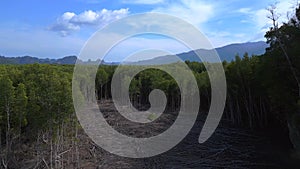 Devastation of mangrove forest on langkawi.Dramatic aerial top view flight drone