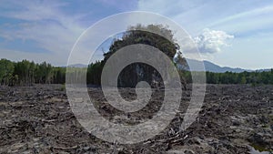 Devastation of mangrove forest on langkawi. Perfect aerial top view flight drone