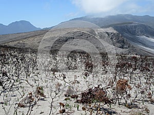 Devastation after Mountain Fire