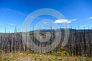 Devastation after a raging wildfire in Tweedsmuir South Provincial Park