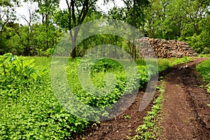 Devastation of Hardwood Ash Trees From Evasive Species photo