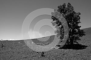 Devastation Trail