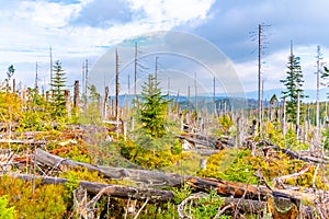 Devasted forest in cause of bark beetle infestation. Sumava National Park and Bavarian Forest