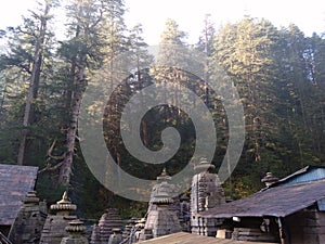 Devdar behind Jageshwar group of temples. photo
