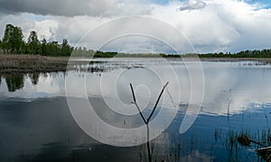 A developed bog lake, swampy meadows and bogs wonderful cumulus clouds and reflections in the water, Sedas heath, Latvia