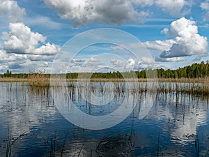 A developed bog lake, swampy meadows and bogs wonderful cumulus clouds and reflections in the water, Sedas heath, Latvia