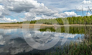 A developed bog lake, swampy meadows and bogs wonderful cumulus clouds and reflections in the water, Sedas heath, Latvia