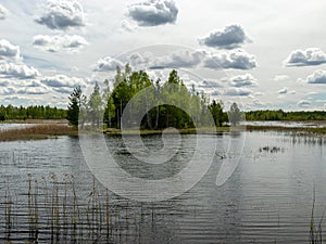 A developed bog lake, swampy meadows and bogs wonderful cumulus clouds and reflections in the water, Sedas heath, Latvia