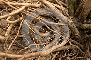 Developed hibiscus root system. Strong root example