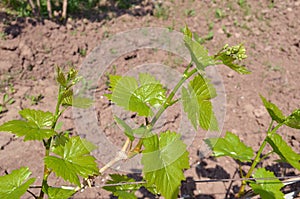 Developing branches of grapevines