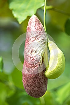 Developing Brazilian Dutchman\'s Pipe Flower