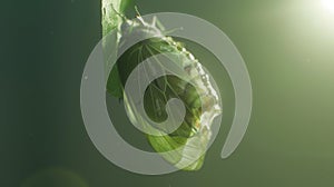 Developing Butterfly Embryo in Chrysalid Stage