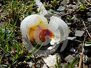 Developing Dove fetus in broken eggshell on ground