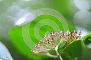 Developing fruits of a common dogwood