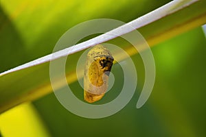 Developing Monarch chrysalis.