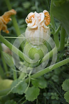 Developing pumpkin beneath a female flower