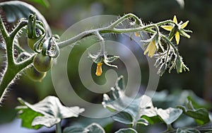 Developing tomatoes on the vine in kitchen garden