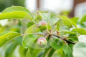 development of apple fruits and protection of fruits from diseases and pests