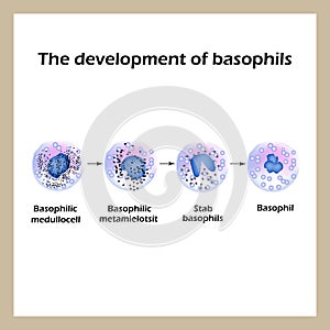 Development of basophils. Infographics. Vector illustration photo