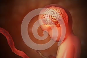 Development of brain of unborn baby. 3D rendered illustration