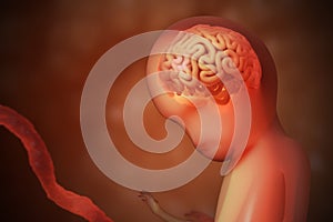 Development of brain of unborn baby. 3D rendered illustration photo