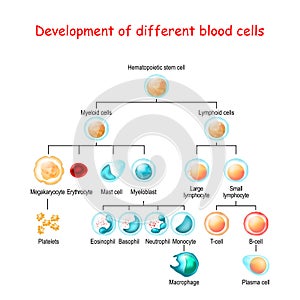 Development of different blood cells from haematopoietic stem cell to mature cells