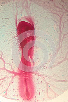 Development of the embryo chicken.