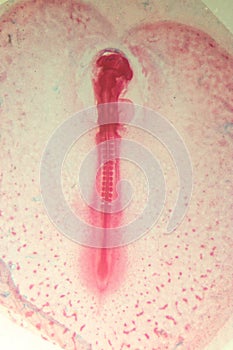 Development of the embryo chicken.