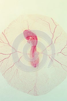 Development of the embryo chicken.