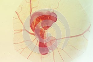 Development of the embryo chicken.