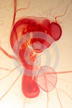 Development of the embryo chicken.