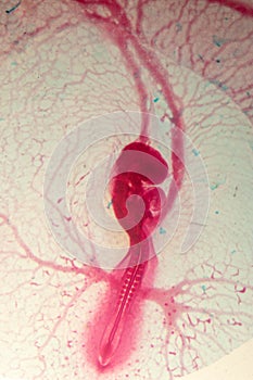 Development of the embryo chicken.