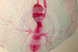 Development of the embryo chicken.