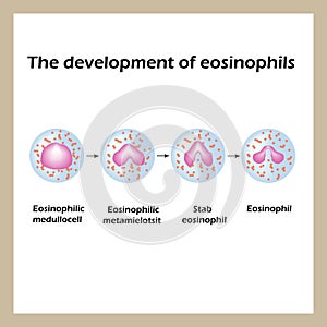 The development of eosinophils. Infographics. Vector illustration photo