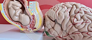 Development of the fetus and brain closeup