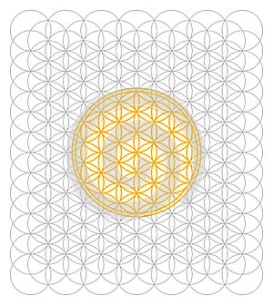 Development of the Flower of Life