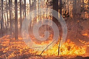 Development of forest fire on sunset background