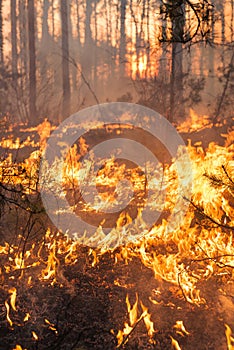Development of forest fire on sunset background