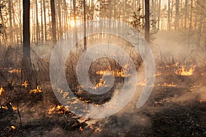 Development of forest fire on sunset background