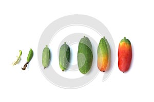 Fruit of Ivy Gourd or Coccinia grandis on white background