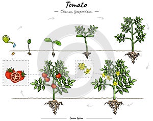Development of growing Tomato tree or plant Solanum lycopersicum.