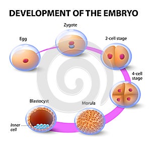 Development of the human embryo