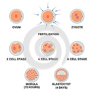 Development of the human embryo.
