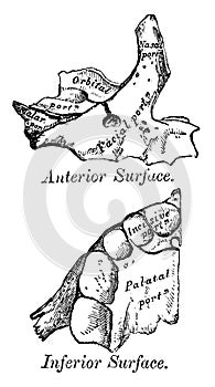 Development of Maxillae, vintage illustration