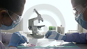 Development of medicine, laboratory associate into goggles and rubber gloves conduct scientific study in petri dishes