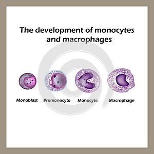 The development of monocytes and macrophages. Infographics. Vector illustration photo